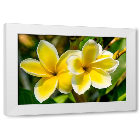 Puerto Vallarta Botanical Garden-Puerto Vallarta-Jalisco-Mexico White Modern Wood Framed Art Print by DeFreitas, Michael