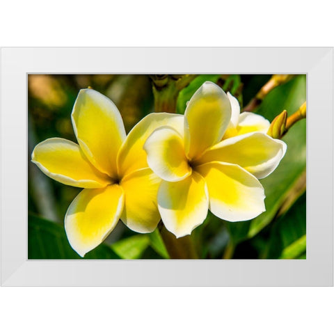 Puerto Vallarta Botanical Garden-Puerto Vallarta-Jalisco-Mexico White Modern Wood Framed Art Print by DeFreitas, Michael