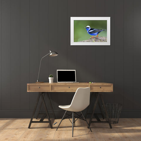 Panama Red-legged honeycreeper on boulder White Modern Wood Framed Art Print by Williams, Joanne
