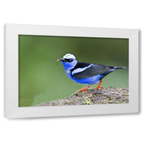 Panama Red-legged honeycreeper on boulder White Modern Wood Framed Art Print by Williams, Joanne