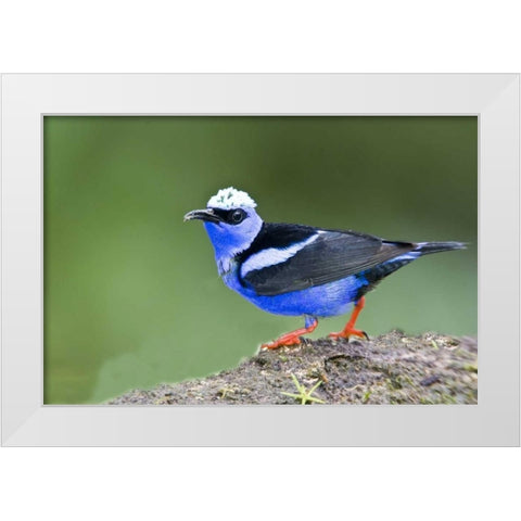 Panama Red-legged honeycreeper on boulder White Modern Wood Framed Art Print by Williams, Joanne