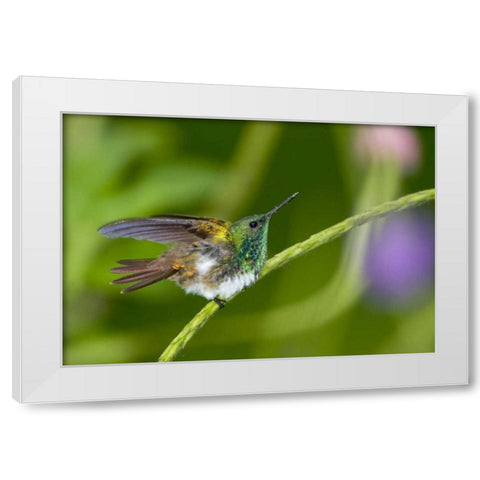 Panama Snowy-bellied hummingbird on limb White Modern Wood Framed Art Print by Williams, Joanne
