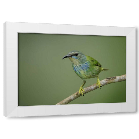 Panama, Gamboa Rainforest Shining honeycreeper White Modern Wood Framed Art Print by Morris, Arthur