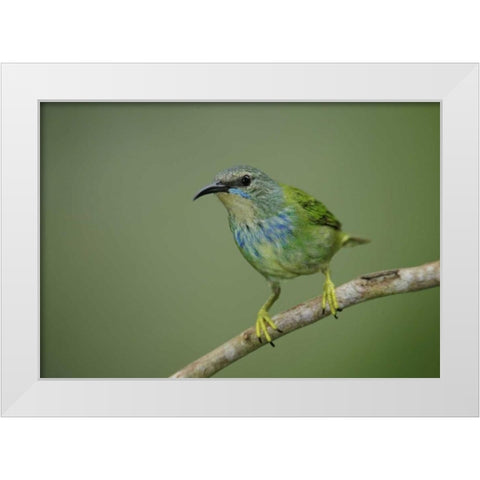 Panama, Gamboa Rainforest Shining honeycreeper White Modern Wood Framed Art Print by Morris, Arthur