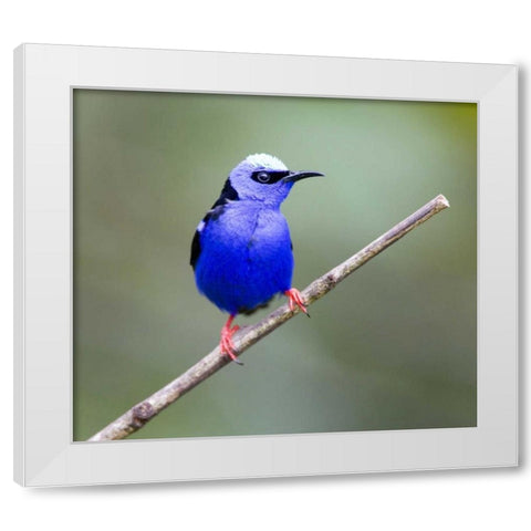 Panama, Red-legged honeycreeper bird on limb White Modern Wood Framed Art Print by Williams, Joanne