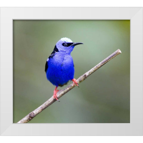 Panama, Red-legged honeycreeper bird on limb White Modern Wood Framed Art Print by Williams, Joanne