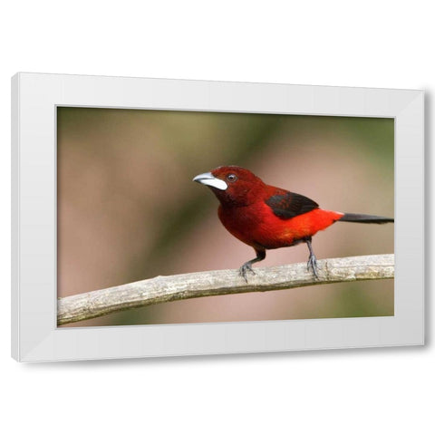 Panama Canal Zone Crimson-backed tanager on limb White Modern Wood Framed Art Print by Williams, Joanne
