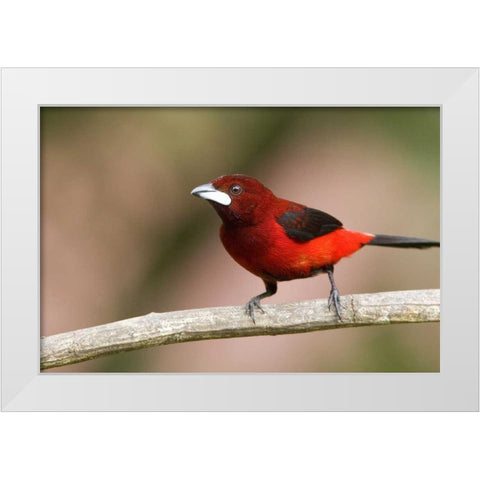 Panama Canal Zone Crimson-backed tanager on limb White Modern Wood Framed Art Print by Williams, Joanne