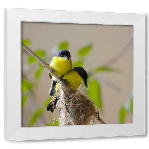 Panama Pair of golden-collared manikin birds White Modern Wood Framed Art Print by Williams, Joanne