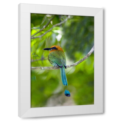Panama, Panama Canal Zone Rufous mot mot on limb White Modern Wood Framed Art Print by Williams, Joanne