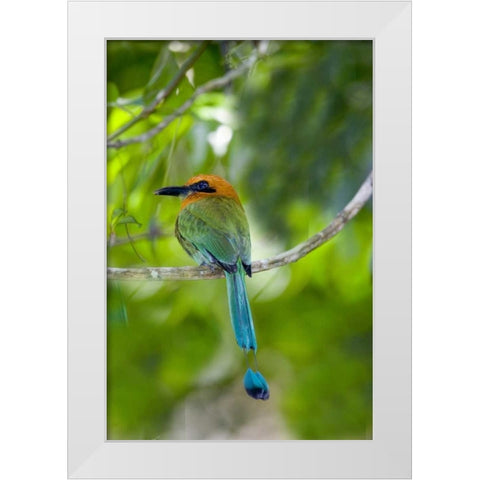 Panama, Panama Canal Zone Rufous mot mot on limb White Modern Wood Framed Art Print by Williams, Joanne