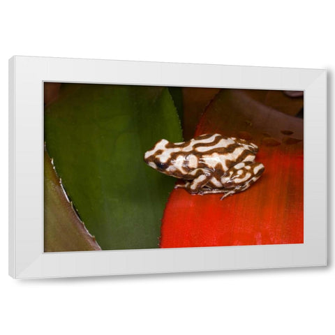 Panama A variety of poison dart frog on red leaf White Modern Wood Framed Art Print by Zuckerman, Jim