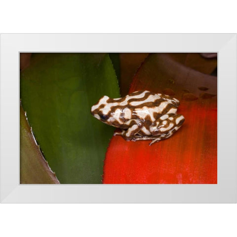 Panama A variety of poison dart frog on red leaf White Modern Wood Framed Art Print by Zuckerman, Jim