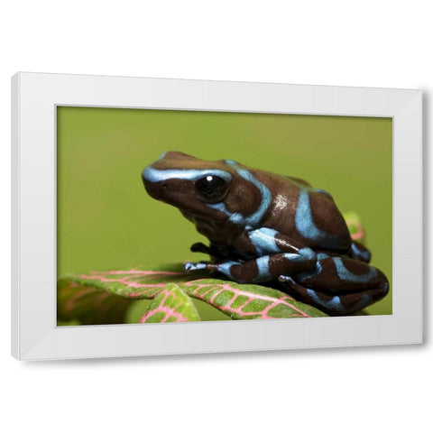 South America, Panama Blue and black dart frog White Modern Wood Framed Art Print by Flaherty, Dennis