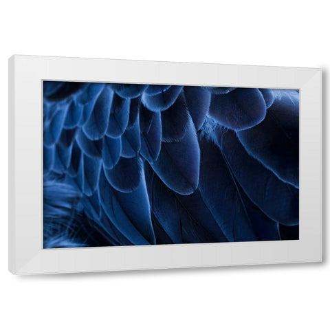 Pattern in feathers of Southern screamer or Crested screamer-native to Peru-Bolivia-Paraguay White Modern Wood Framed Art Print by Jones, Adam