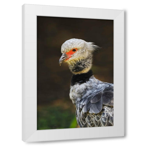 Southern screamer or Crested screamer-native to Peru-Bolivia-Paraguay White Modern Wood Framed Art Print by Jones, Adam