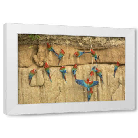 Peru, Amazon, Red and green macaws eating clay White Modern Wood Framed Art Print by Kirkland, Dennis