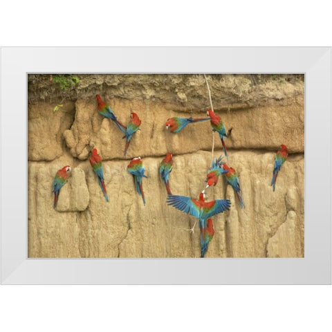 Peru, Amazon, Red and green macaws eating clay White Modern Wood Framed Art Print by Kirkland, Dennis