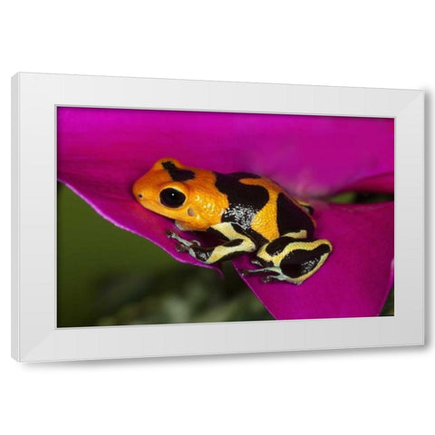 South America, Peru Intermedius imitator frog White Modern Wood Framed Art Print by Flaherty, Dennis