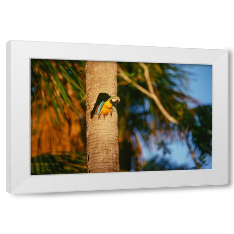 Blue-and-Yellow Macaw perched in trunk nest cavity-Peru White Modern Wood Framed Art Print by Garber, Howie
