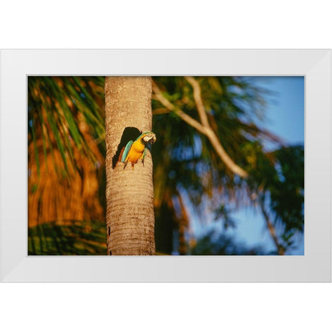 Blue-and-Yellow Macaw perched in trunk nest cavity-Peru White Modern Wood Framed Art Print by Garber, Howie