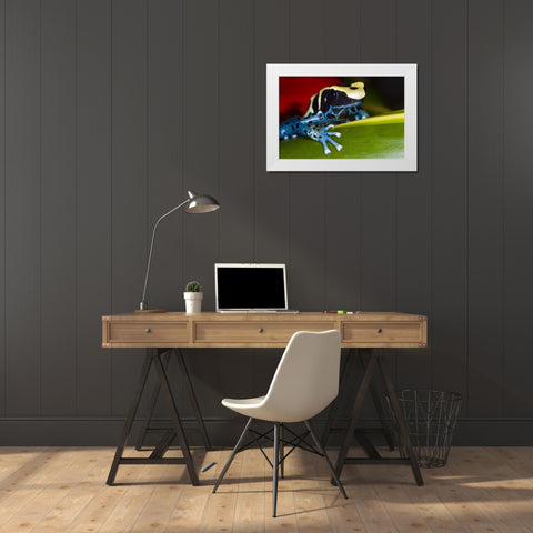 Republic of Surinam Poison dart frog on leaf White Modern Wood Framed Art Print by Zuckerman, Jim