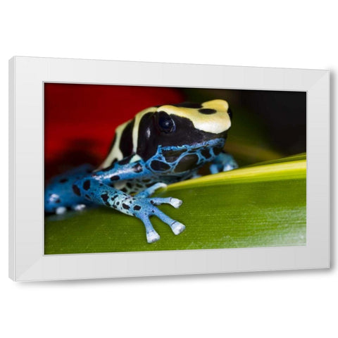 Republic of Surinam Poison dart frog on leaf White Modern Wood Framed Art Print by Zuckerman, Jim