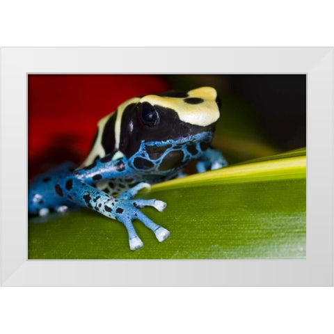 Republic of Surinam Poison dart frog on leaf White Modern Wood Framed Art Print by Zuckerman, Jim