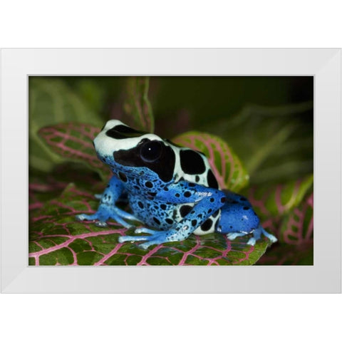 South America, Surinam Patricia poison dart frog White Modern Wood Framed Art Print by Flaherty, Dennis