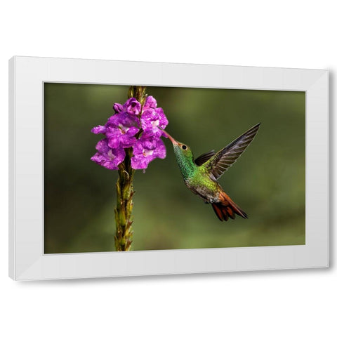 Rufous tailed hummingbird-Costa Rica White Modern Wood Framed Art Print by Jones, Adam