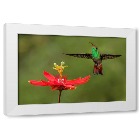 Rufous tailed hummingbird-Costa Rica White Modern Wood Framed Art Print by Jones, Adam