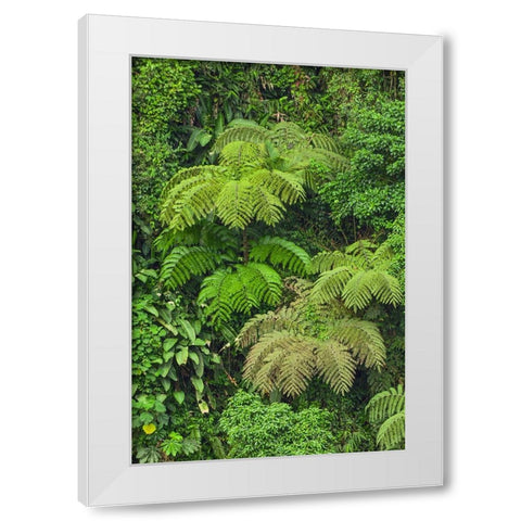 Cloud forest trees and vegetation in the mountains of Bajos del Toro Amarillo-Sarchi-Costa Rica White Modern Wood Framed Art Print by Jones, Adam