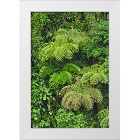 Cloud forest trees and vegetation in the mountains of Bajos del Toro Amarillo-Sarchi-Costa Rica White Modern Wood Framed Art Print by Jones, Adam
