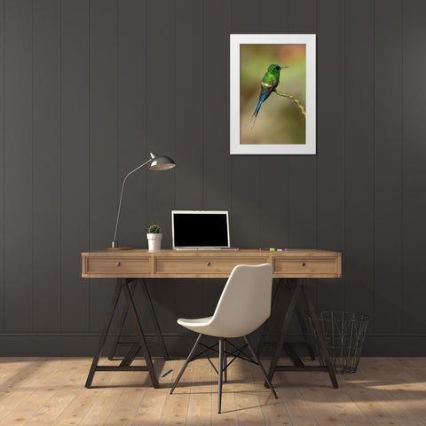 Green Thorntail hummingbird perched on plant-Costa Rica White Modern Wood Framed Art Print by Jones, Adam