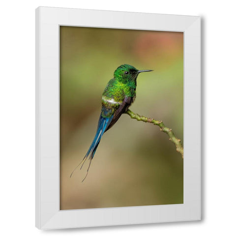 Green Thorntail hummingbird perched on plant-Costa Rica White Modern Wood Framed Art Print by Jones, Adam