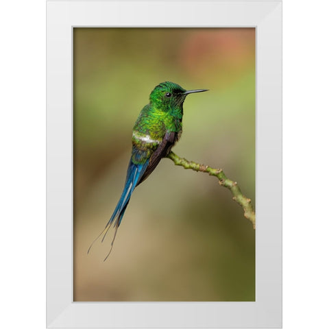 Green Thorntail hummingbird perched on plant-Costa Rica White Modern Wood Framed Art Print by Jones, Adam