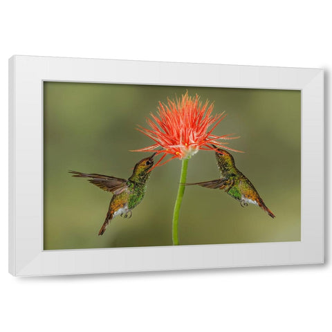 Pair of Coppery Headed Emerald hummingbirds feeding on flower-Costa Rica White Modern Wood Framed Art Print by Jones, Adam
