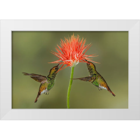 Pair of Coppery Headed Emerald hummingbirds feeding on flower-Costa Rica White Modern Wood Framed Art Print by Jones, Adam