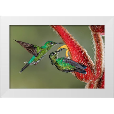 Green Crowned Brilliant hummingbird-Costa Rica White Modern Wood Framed Art Print by Jones, Adam