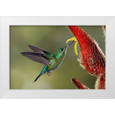 Green Crowned Brilliant hummingbird-Costa Rica White Modern Wood Framed Art Print by Jones, Adam