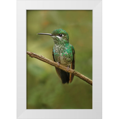 Green Crowned Brilliant hummingbird-Costa Rica White Modern Wood Framed Art Print by Jones, Adam