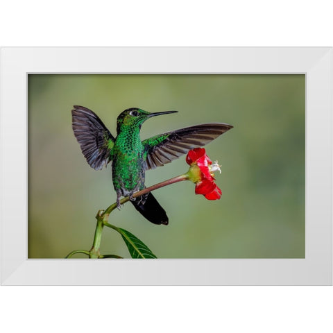 Green Crowned Brilliant hummingbird-Costa Rica White Modern Wood Framed Art Print by Jones, Adam