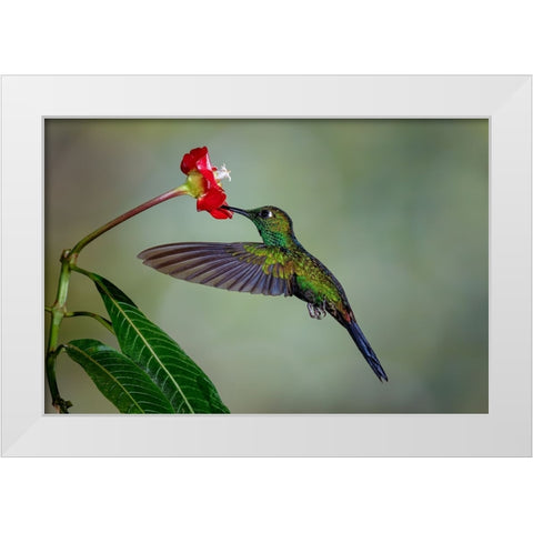 Green Crowned Brilliant hummingbird-Costa Rica White Modern Wood Framed Art Print by Jones, Adam