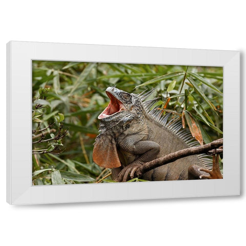 Green Iguana-Costa Rica White Modern Wood Framed Art Print by Jones, Adam