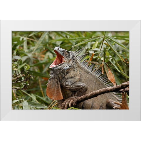 Green Iguana-Costa Rica White Modern Wood Framed Art Print by Jones, Adam