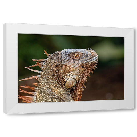 Green Iguana-Costa Rica White Modern Wood Framed Art Print by Jones, Adam