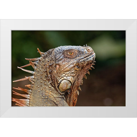 Green Iguana-Costa Rica White Modern Wood Framed Art Print by Jones, Adam