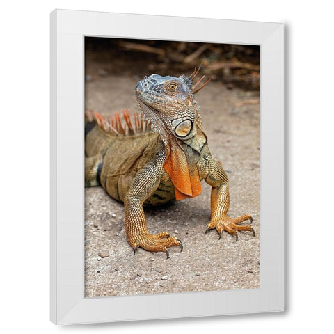 Green Iguana-Costa Rica White Modern Wood Framed Art Print by Jones, Adam