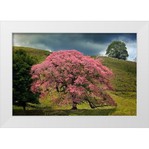 Single large flowering tree-Costa Rica White Modern Wood Framed Art Print by Jones, Adam