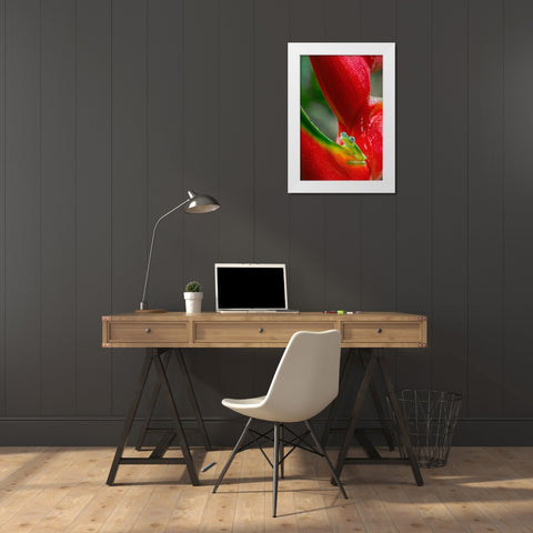 Ghost Glass Frog-Costa Rica White Modern Wood Framed Art Print by Jones, Adam